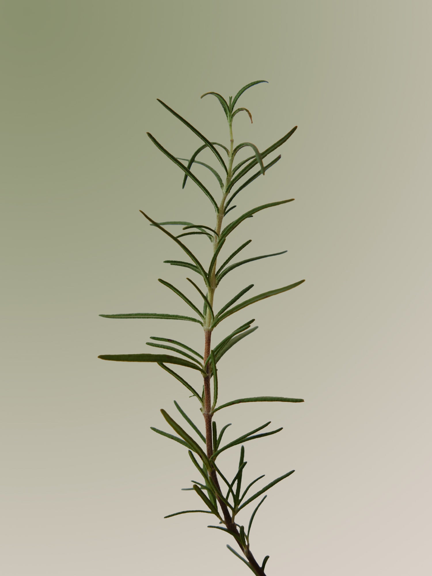 Aromatica Rosemary Scalp Scaling Shampoo – Shampo pastruese & “scalp scaling” për skalp më të pastër, më të balancuar dhe flokë më të lehtë nga rrënja